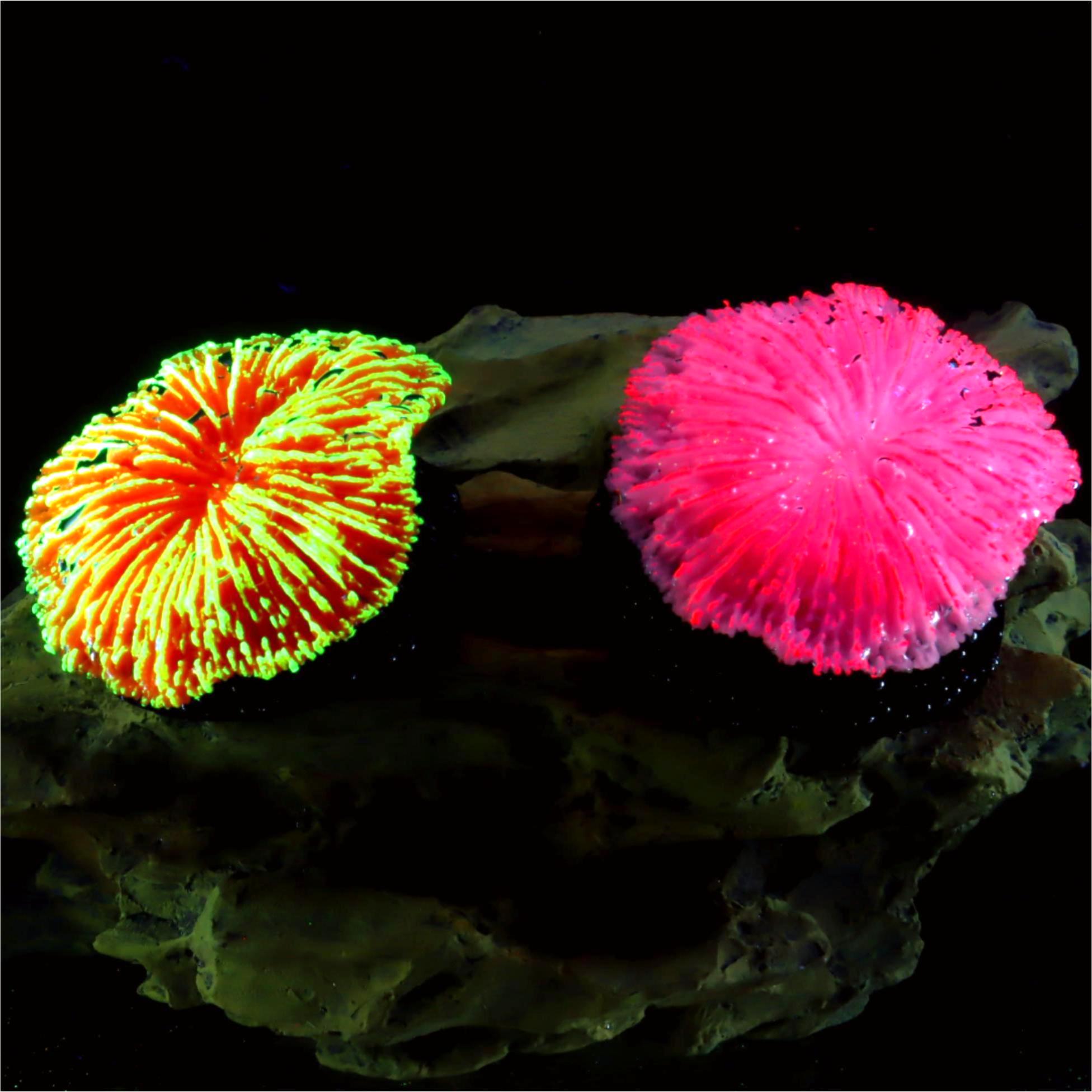 Aquarium Plants Live - 1 Stück Aquarium-Dekoration, Koralle, Mini-Fluoreszenz-Koralle, für