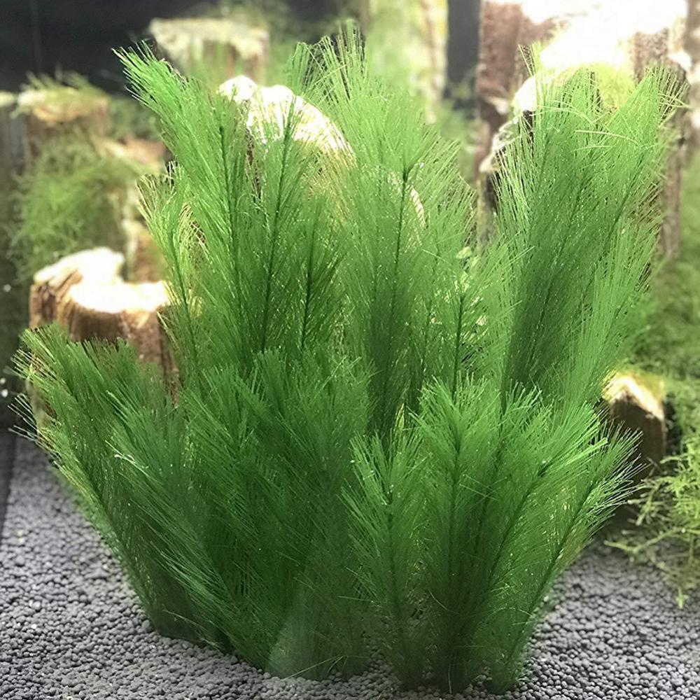 1/3Pcs 28/40cm Aquarium Aquari – Aquarium Plants Live Bewertung und Preis