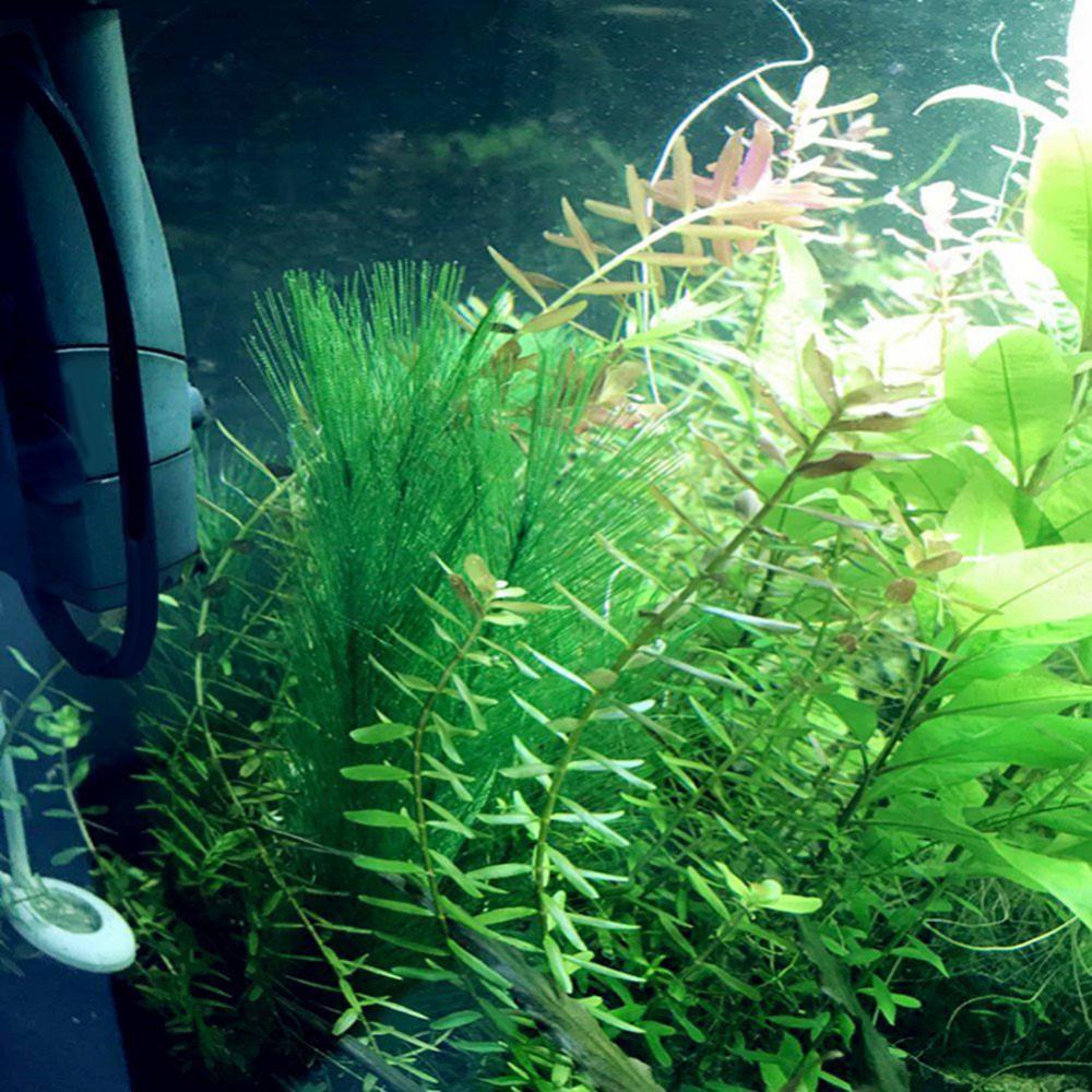 1/3Pcs 28/40cm Aquarium Aquari – Aquarium Plants Live Bewertung und Preis