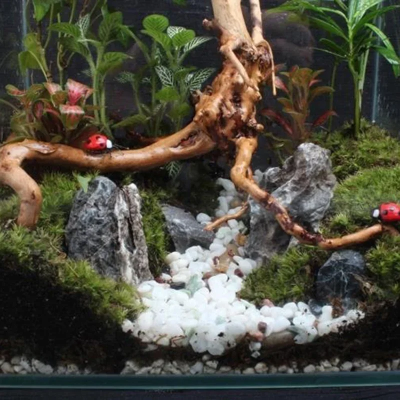 Natürlicher Baumstamm Treibhol – Aquarium Plant Substrate Bewertung und Preis