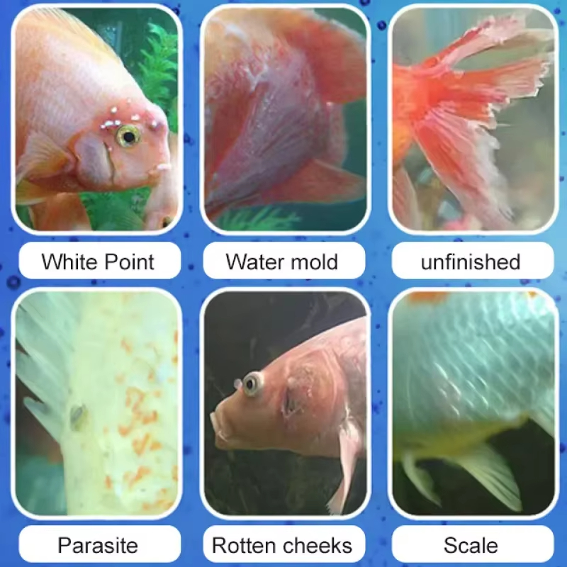 SIKEZHAN Behandlung von Fische – Aquarium Liquid Carbon Bewertung und Preis
