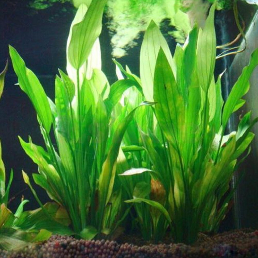 15cm künstliches Aquarium Deko – Aquarium Plants Live Bewertung und Preis