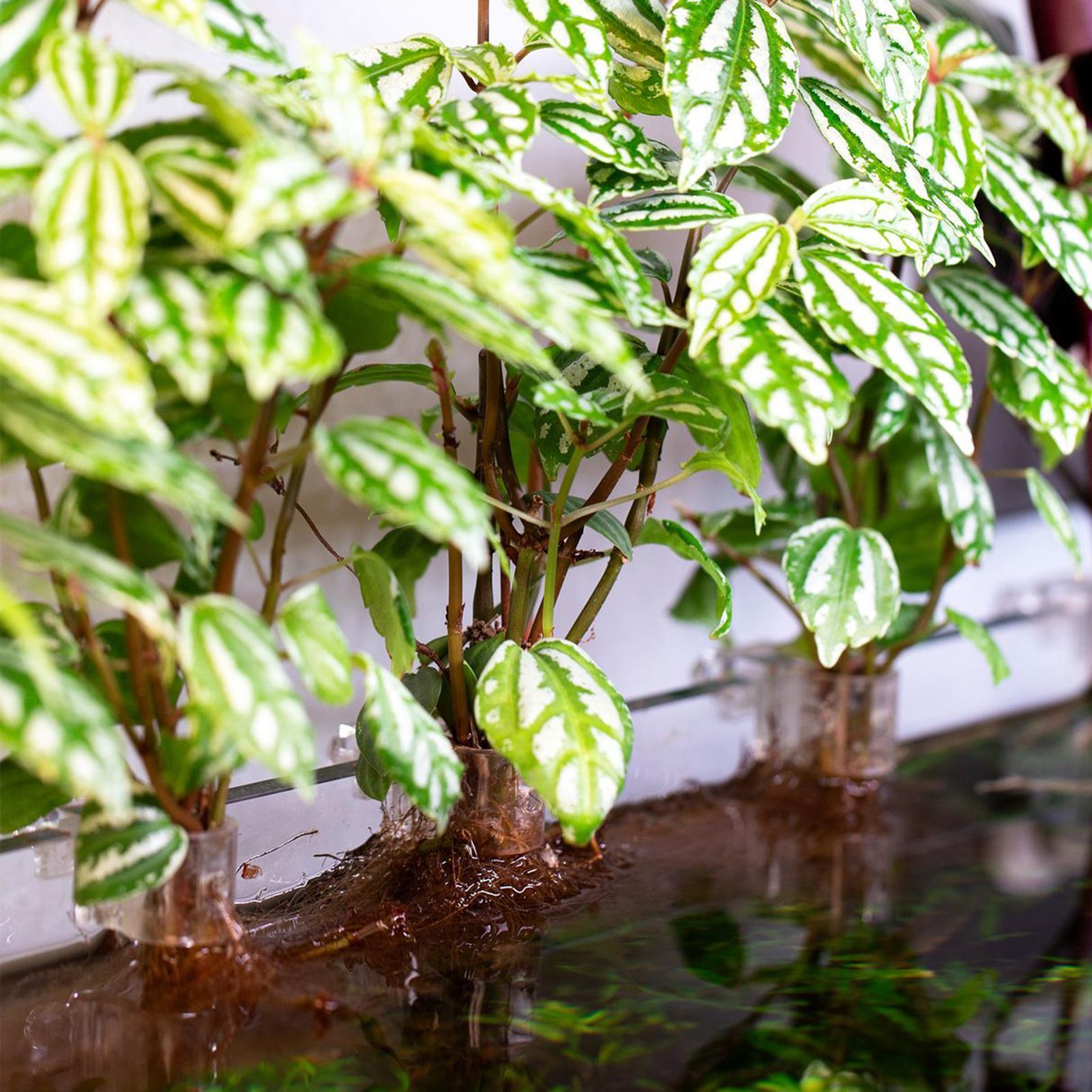 6 Stück Aquarium-Pflanzenhalte – Aquarium Plants Live Bewertung und Preis