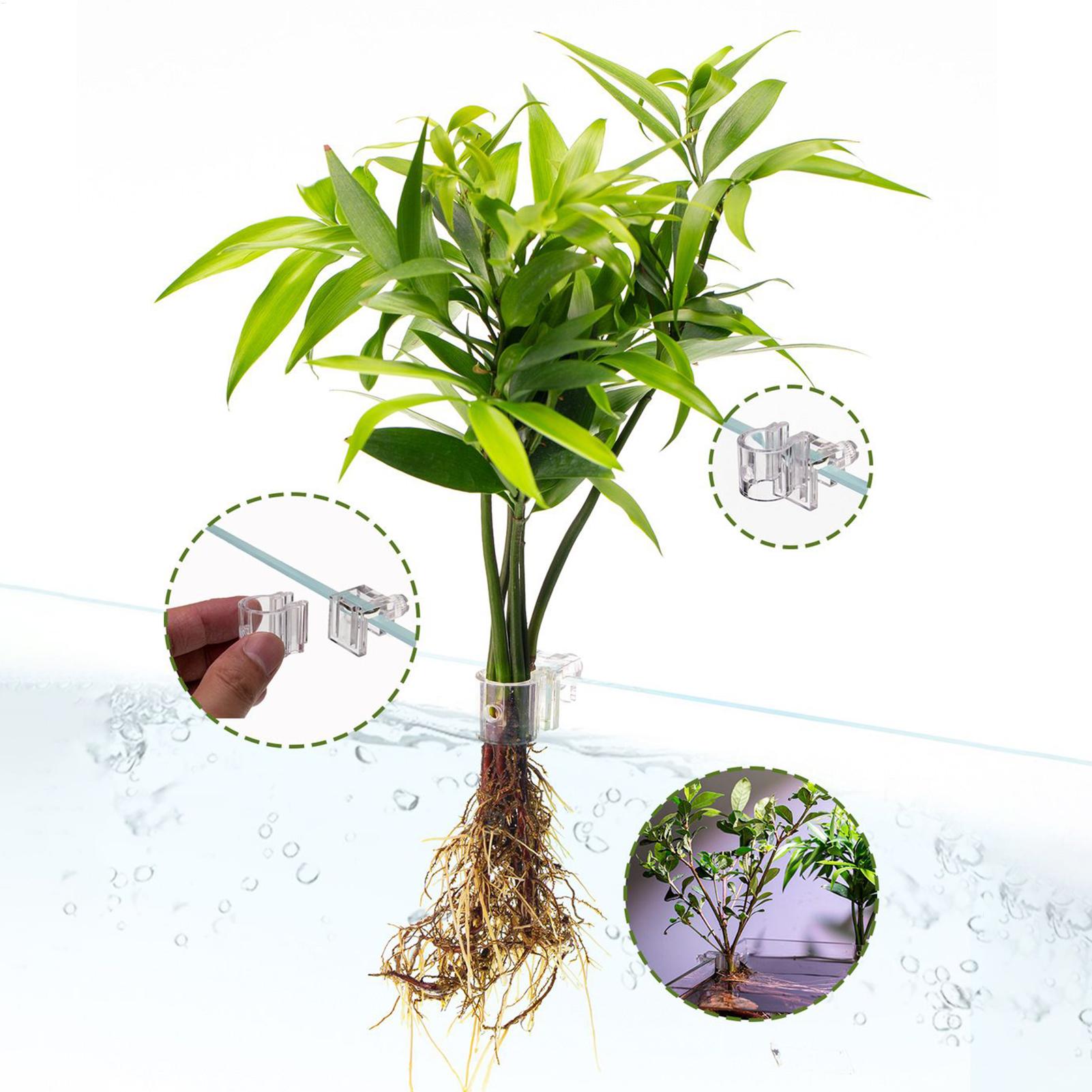 Aquarium-Pflanzenkorb Transpar – Aquarium Plants Live Bewertung und Preis