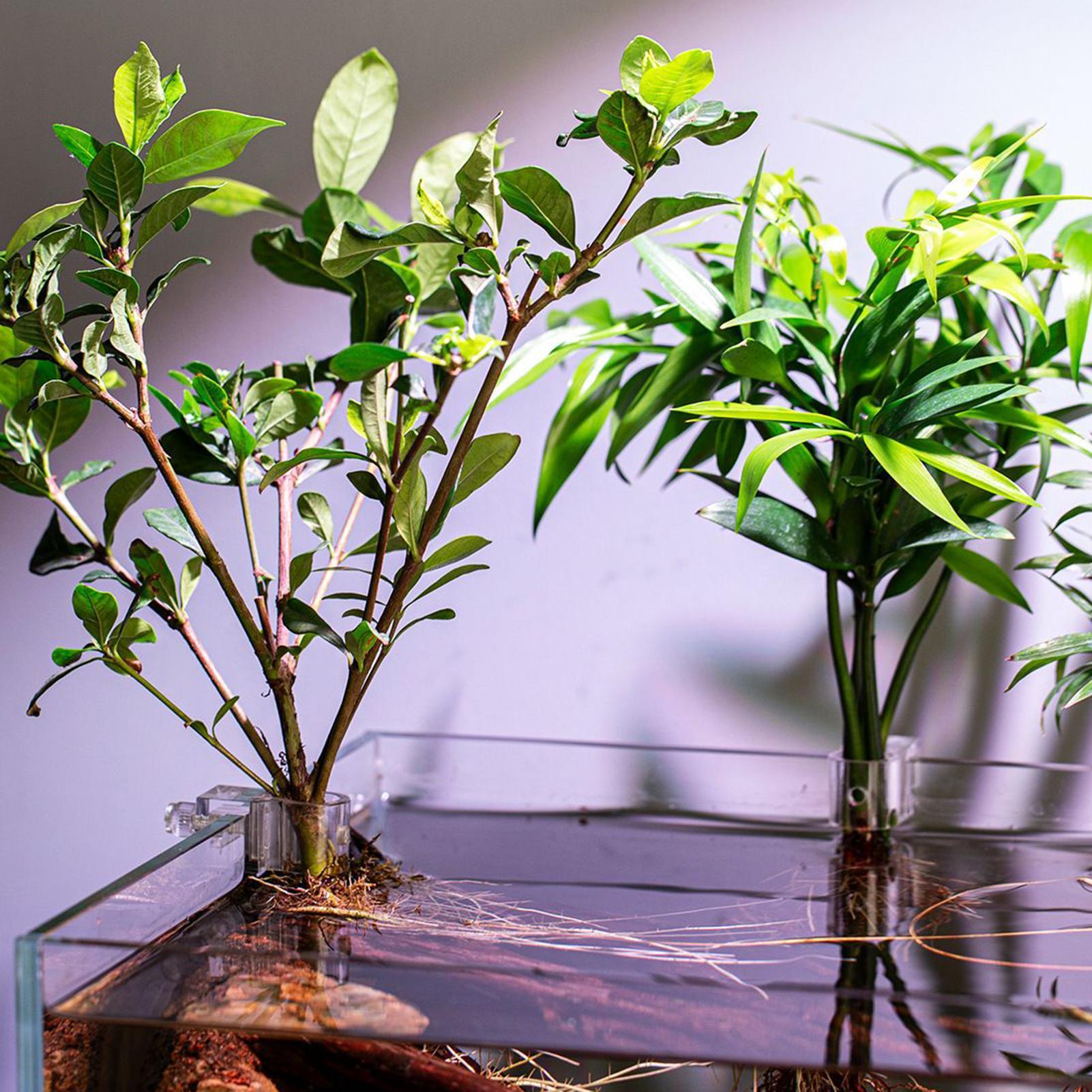 Mini-Aquarium-Pflanztopf 6 Stü – Aquarium Plants Live Bewertung und Preis