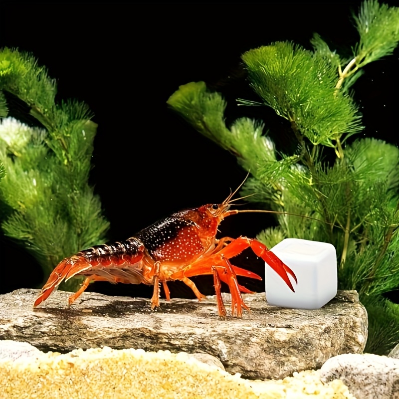 6 Stück Aquarium-Kalziumblöcke – Aquarium Plants Live Bewertung und Preis